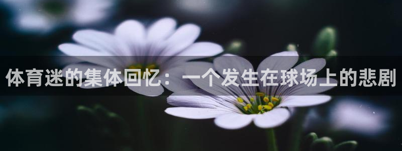 抖球体育app手机版免费：体育迷的集体回忆：一个发生在球场上的悲剧